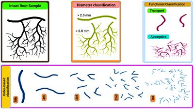 Fine root decomposition in forest ecosystems: an ecological perspective